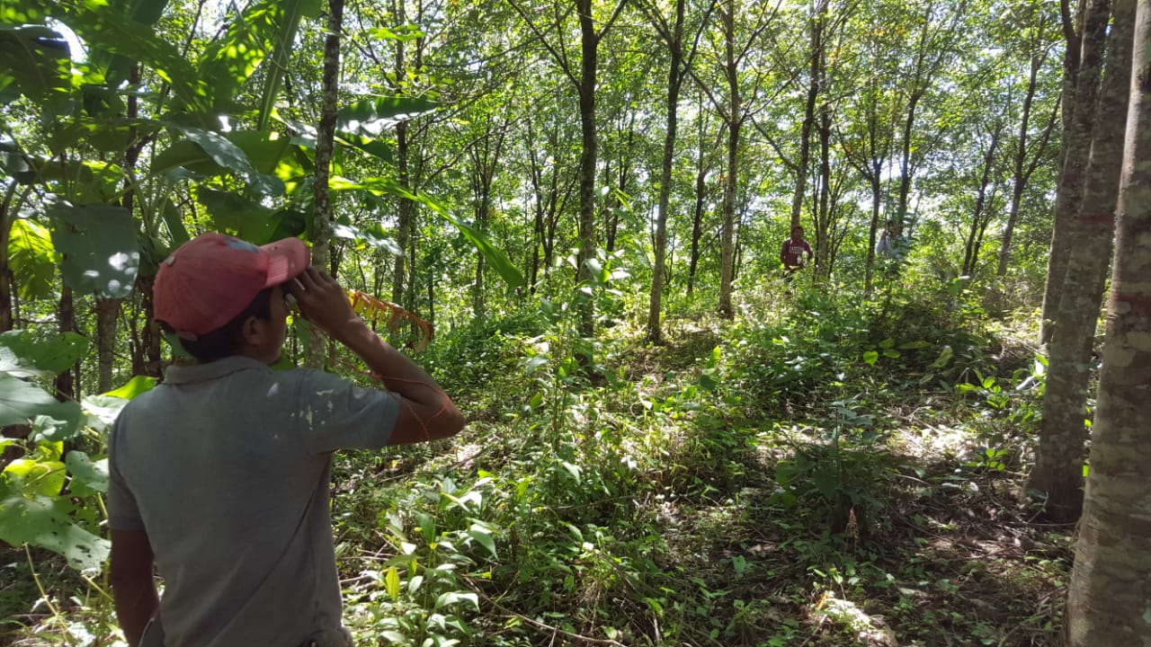 ECO2 Rubber Forest
